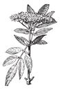 Elderberry or Sambucus, vintage engraving