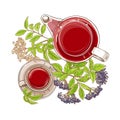 Elderberry tea illustration