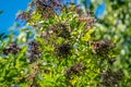 Elderberry tree with black berries Royalty Free Stock Photo
