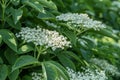 Elderberry tree in blossom. Nature background Royalty Free Stock Photo