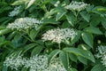 Elderberry tree in blossom. Nature background Royalty Free Stock Photo