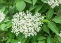 Elderberry tree in blossom. Nature background Royalty Free Stock Photo