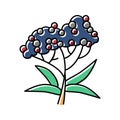 elderberry tree branch color icon vector illustration