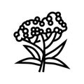 elderberry tree branch line icon vector illustration