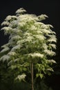 Elderberry tree with white flowers on black background, created using generative ai technology Royalty Free Stock Photo