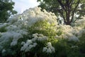 Elderberry tree with white flowers in garden, created using generative ai technology Royalty Free Stock Photo