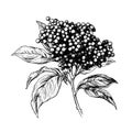 elderberry vector drawing. Isolated hand drawn object, engraved style illustration