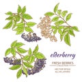 Elderberry vector set