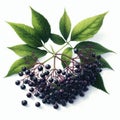 Elderberry Watercolor Clipart