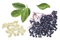 Elderberry watercolor illustration isolated on white background