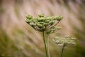 Elderflower in blossom. Royalty Free Stock Photo