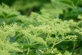 Elderflower buds branch ready to bloom Royalty Free Stock Photo