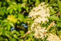 Elderflower. elder flower sambucus nigra. an inflorescence of white flowers grows on a blossoming bush of black elder Royalty Free Stock Photo