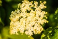 Elderflower. elder flower sambucus nigra. an inflorescence of white flowers grows on a blossoming bush of black elder Royalty Free Stock Photo