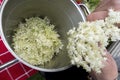 Elderflower flower for syrup