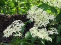 Elderflower