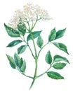 Elderflower isolated on a white background