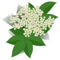 Elderflower