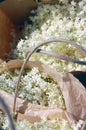 Elderflower in paper bag