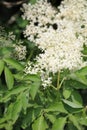 Elderflower (sambucus nigra) clusters Royalty Free Stock Photo