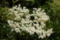 Elderflower sambucus nigra clusters.