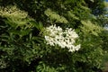Elderflower sambucus nigra clusters.