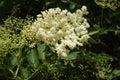 Elderflower sambucus nigra clusters.