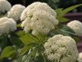 Elderflower (Sambucus nigra)