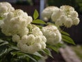 Elderflower (Sambucus nigra)