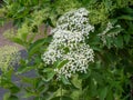 Elderflower in spring in the garden Royalty Free Stock Photo