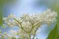 Elderflower tree