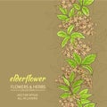 Elderflower vector background