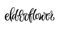 Elderflower - vector hand drawn calligraphy style lettering word.