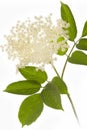Elderflower on white background