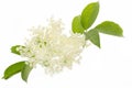 Elderflower on white background Royalty Free Stock Photo