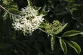 Elderflowers and berries