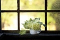 Elderflowers In Vase Across Old Window