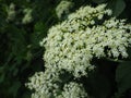 Elderflowers wispering in spring woods Royalty Free Stock Photo