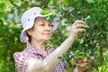 Elderly adult female in garden harvesting berries