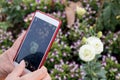 Elderly asia woman hands using smart phone device take a photo of white rose.