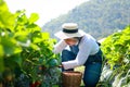 An elderly Asian female farmer sits and picks fresh strawberries from the farm to sell.