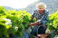 An elderly Asian male farmer sits and picks fresh strawberries from the farm to sell.
