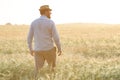 An elderly bearded man stands in a field looking at the wheat harvest Royalty Free Stock Photo