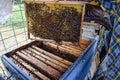 An elderly beekeeper is holding bees' honeycomb with bees in his hand. Honey bee. apiary. Royalty Free Stock Photo