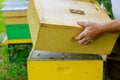 Beekeeper prepares the hive to review the life of the bee family