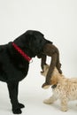 An old black labrador waits as a Cockapoo puppy tries to take a toy away.