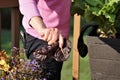 Elderly blond woman grows leafy purple greens vegetables Royalty Free Stock Photo