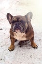 An elderly brown French bulldog sits with closed eyes, dreaming. Happy dog, lazy animal, top view.