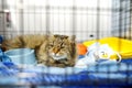 An elderly cat is in a big cage in a vet clinic or in an animal shelter. Hotels for domestic animals. Overexposure of pets