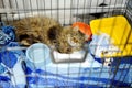 An elderly cat is in a big cage in a vet clinic or in an animal shelter. Hotels for domestic animals. Overexposure of pets